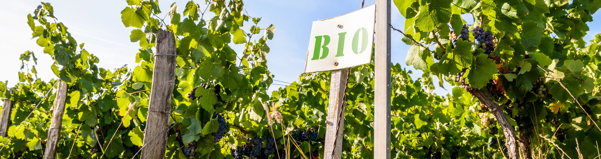 Vins BIO