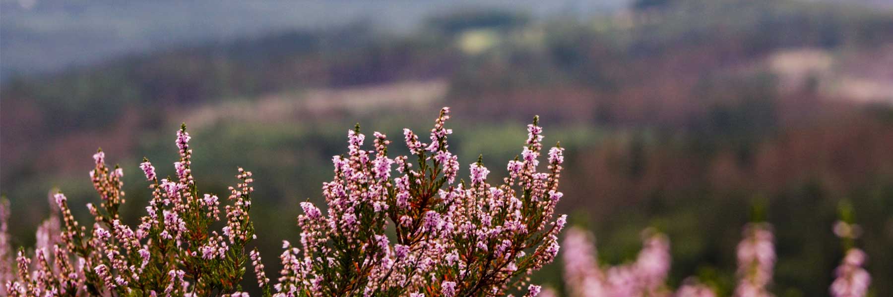 landes où l'on produit le vin du sud ouest