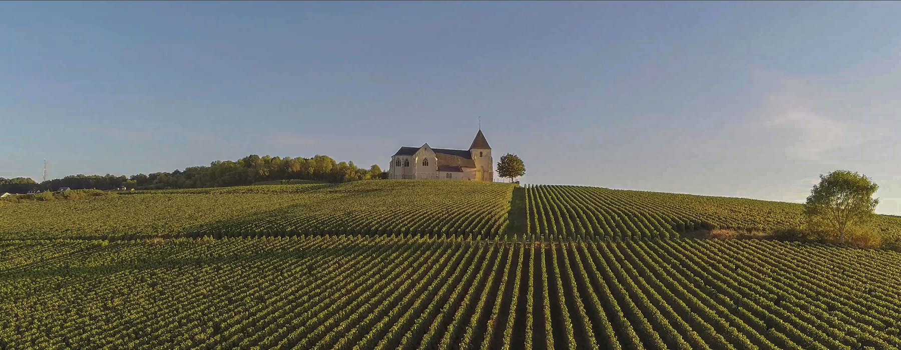 champagne vignoble