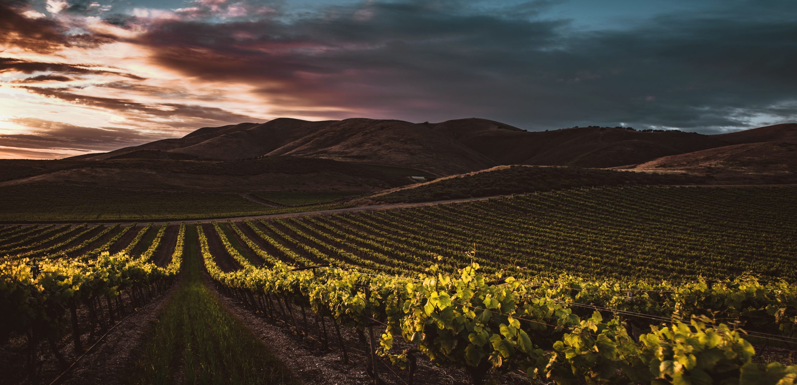 Cycle de la vigne – Cycle végétatif de la vigne