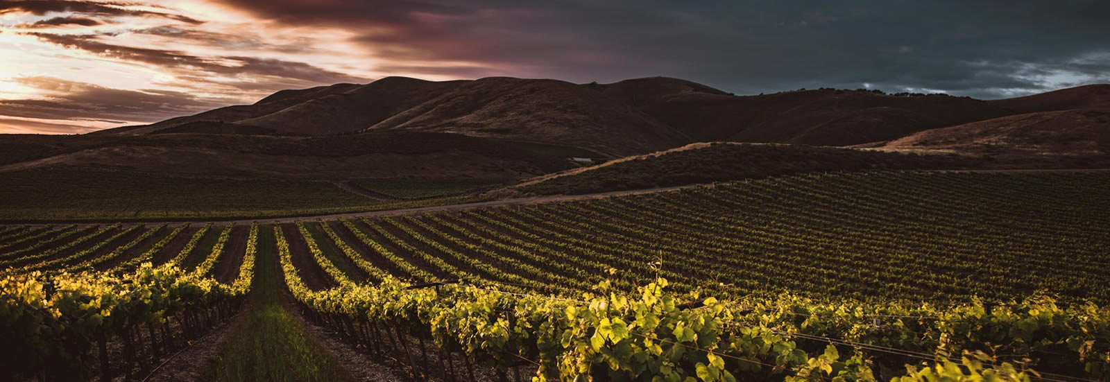 Région viticole - Languedoc Roussillon