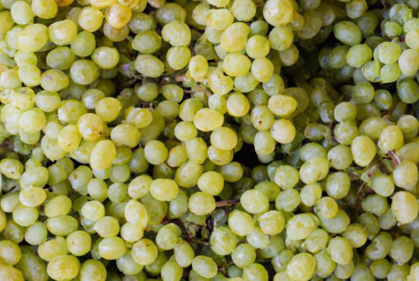 Différences entre Marsanne et Roussanne