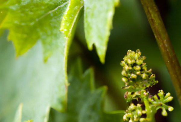 Cycle de la vigne : la floraison