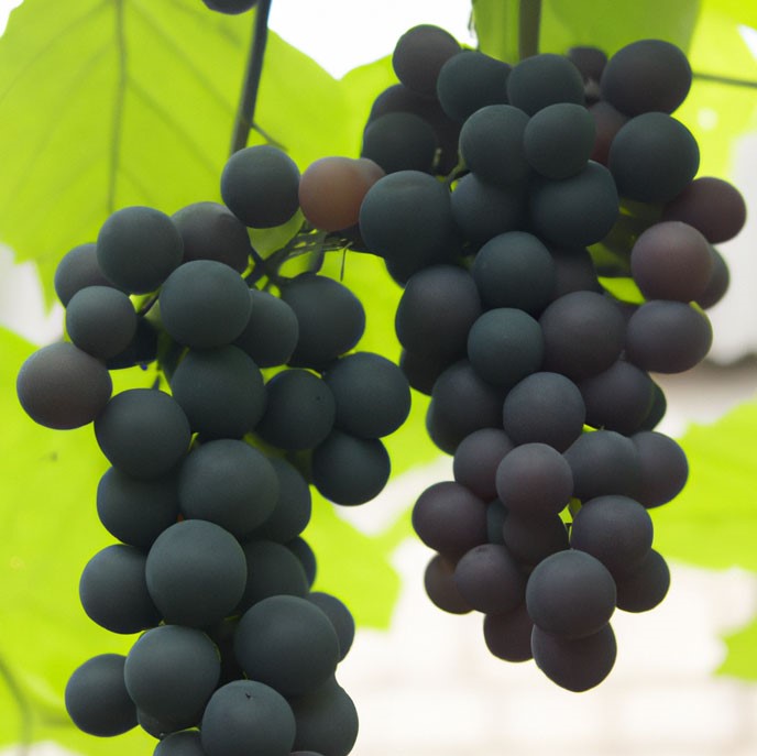 grappe de raisin à maturité