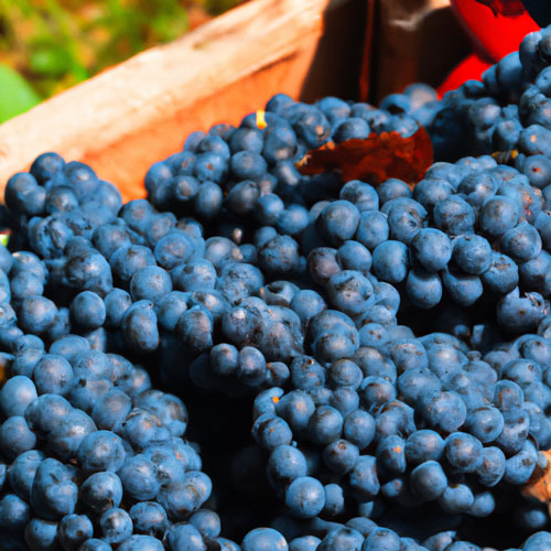 fin du cycle de la vigne la vendange