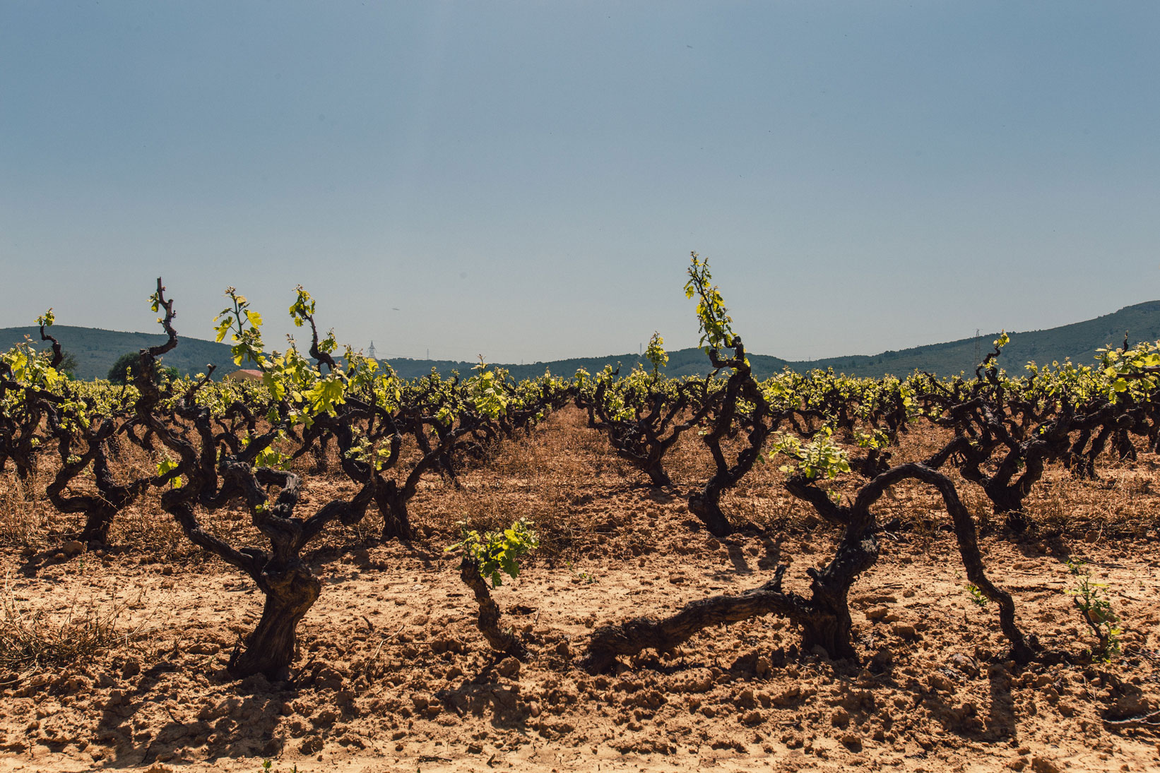 Vieilles vignes – Déchiffrer la mention « Vieilles vignes »