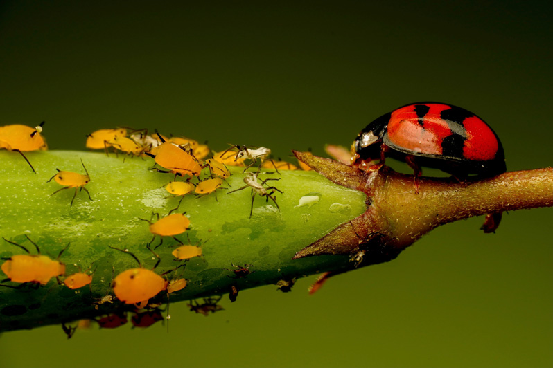 Crise du Phylloxera, la catastrophe viticole de l’Europe