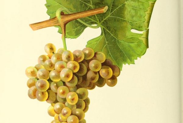 Viognier