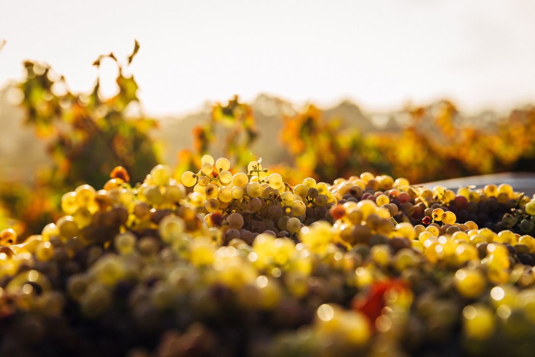 Vin blanc à base de Chardonnay