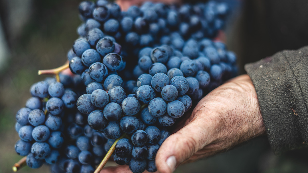 Les tanins dans le vin, rôle et compréhension