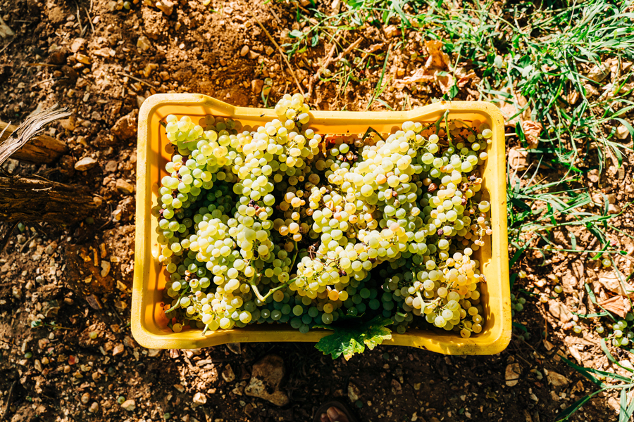 Vendanges 2023 : comment va être le millésime ?