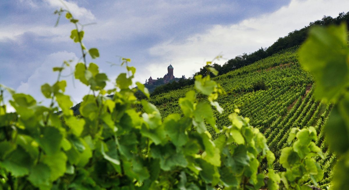 Vin nature Alsace, La place du vin nature en Alsace