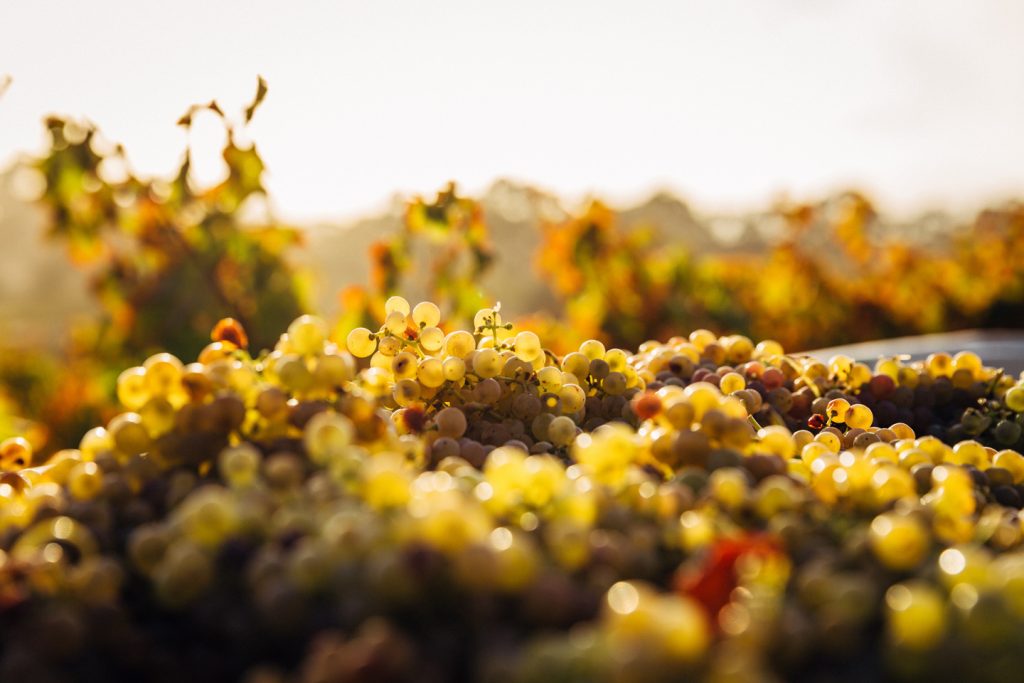 Chenin cépage val de Loire