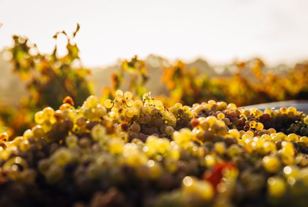 Chenin cépage val de Loire