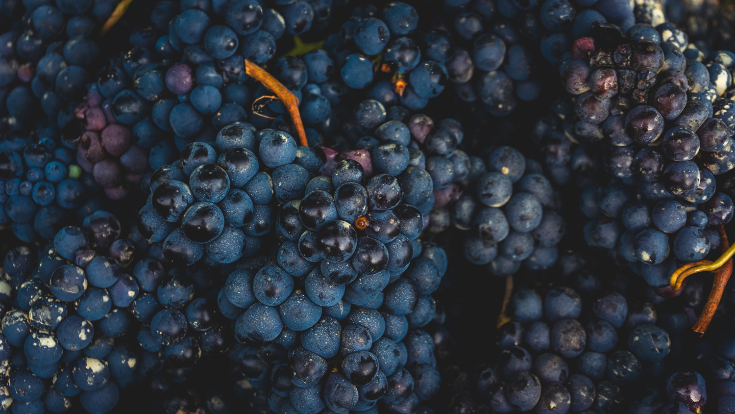 Gamay rouge à jus blanc, guide du cépage