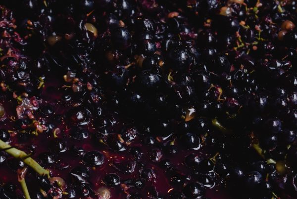 la vinification, de la vendange à la mise en bouteille