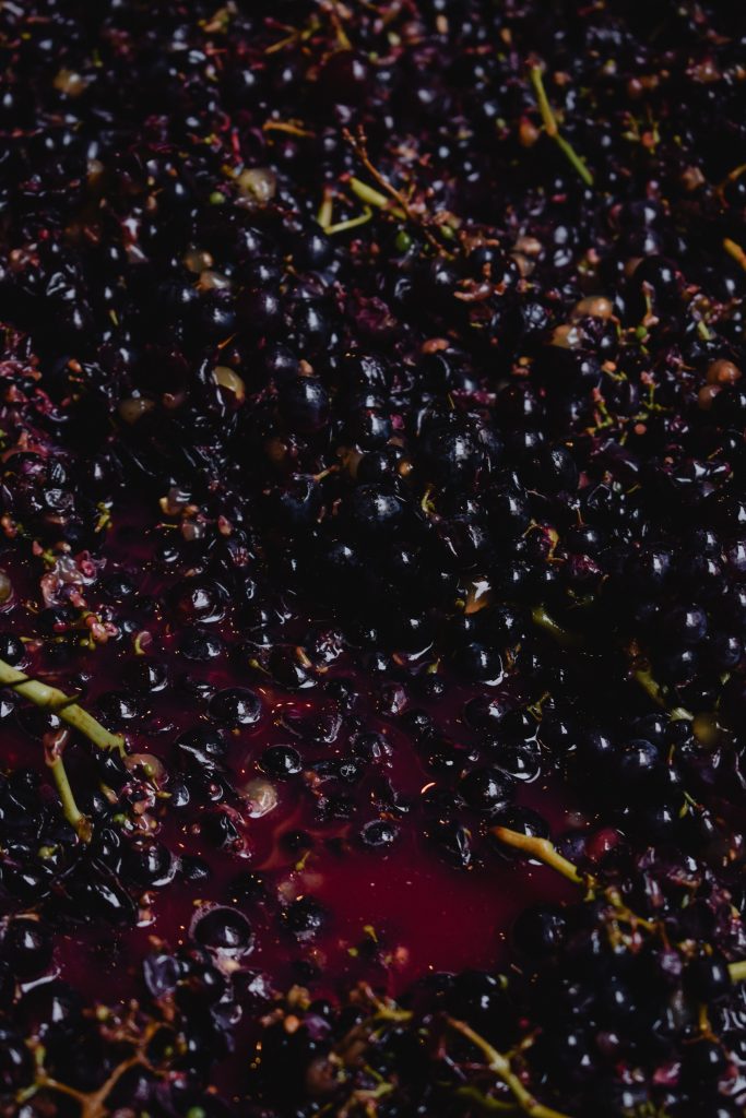 la vinification, de la vendange à la mise en bouteille