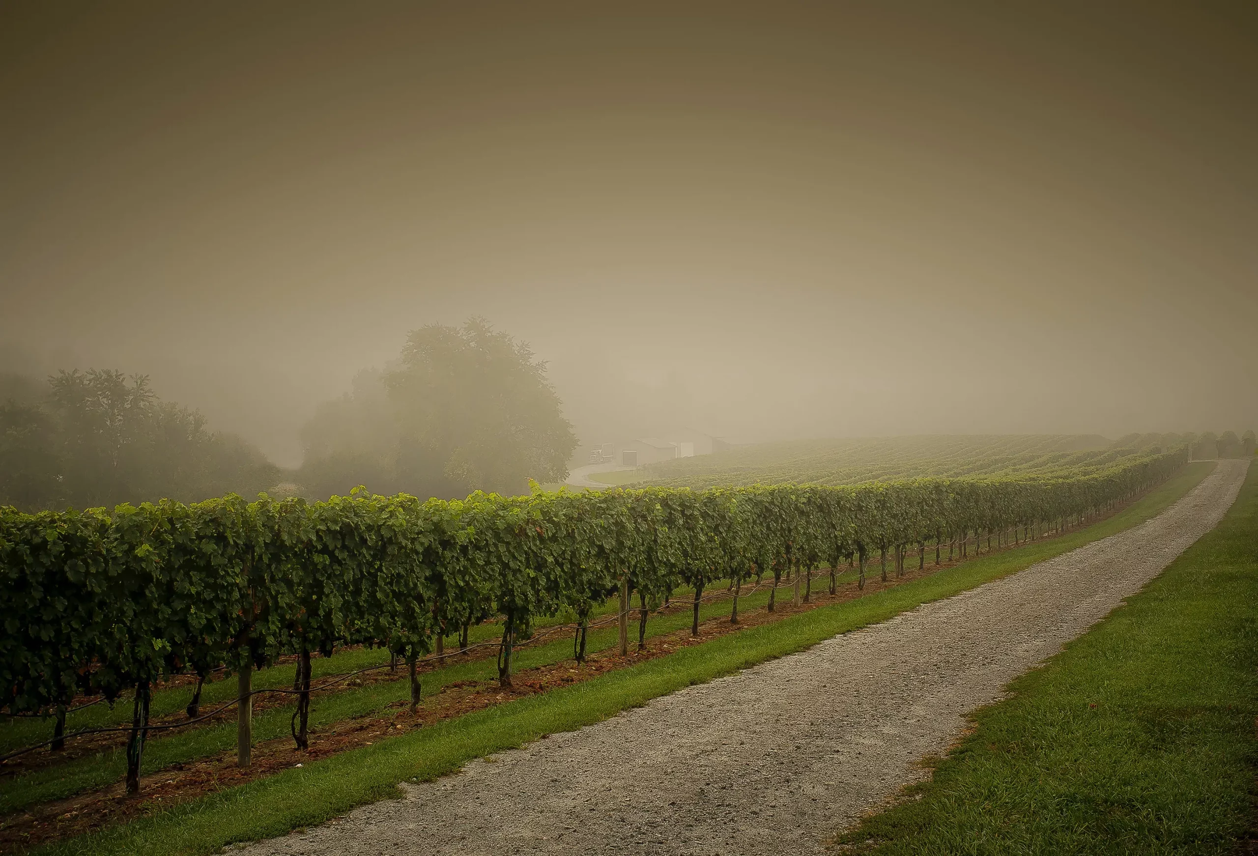 Le sol et le climat influencent-ils le goût du vin ?
