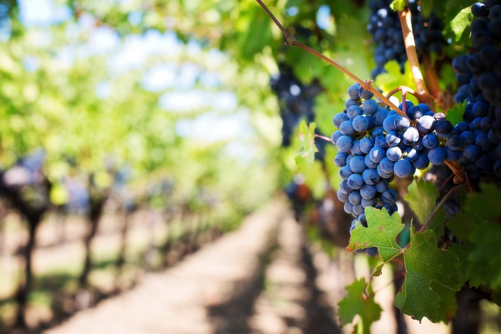 la pollution affecte le vin