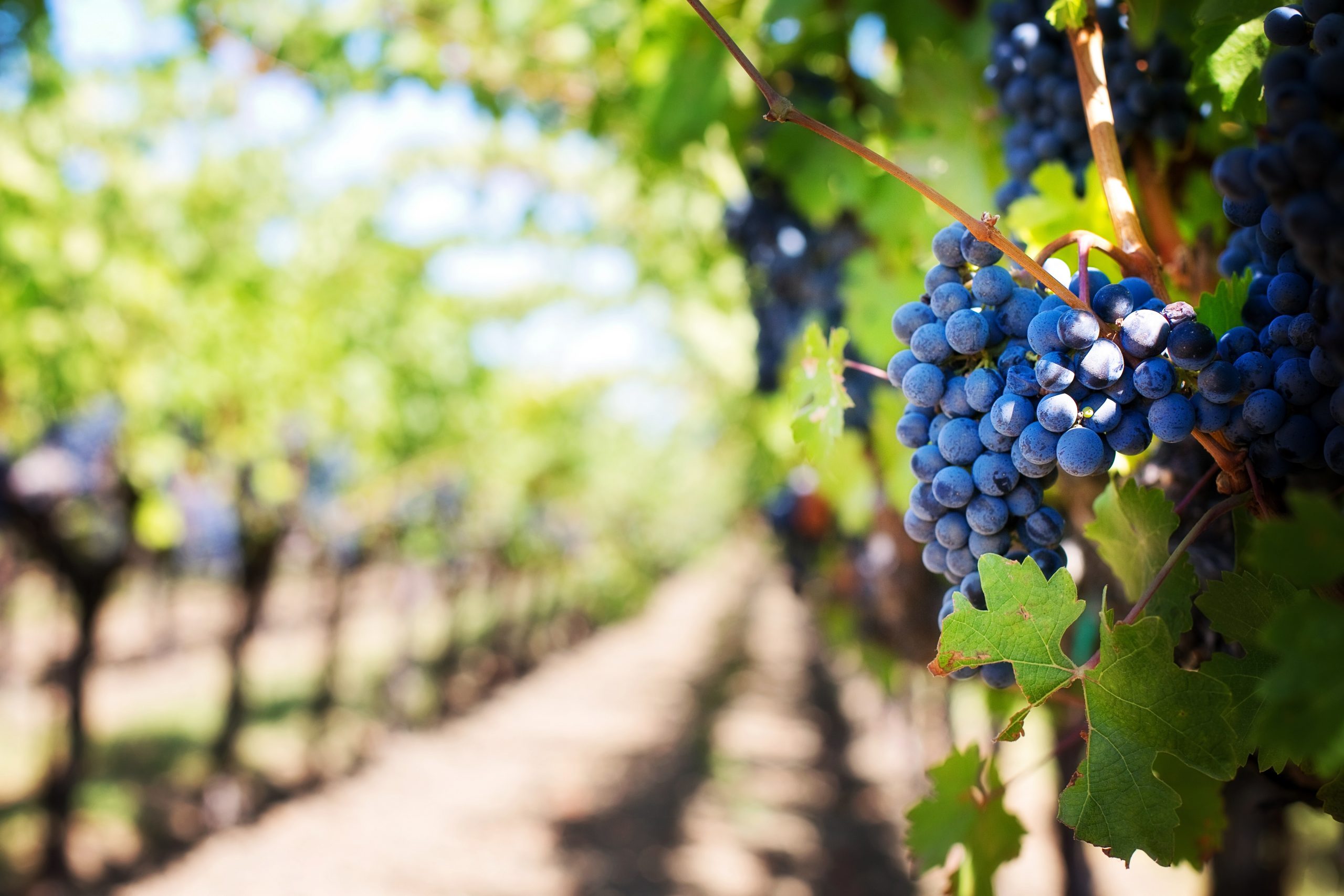 Comment la pollution affecte le vin ?