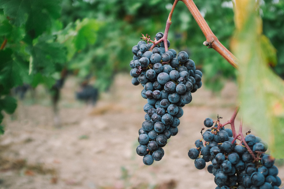 La France en passe de redevenir le premier producteur mondial de vin en 2023