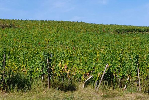 vendanges alsace