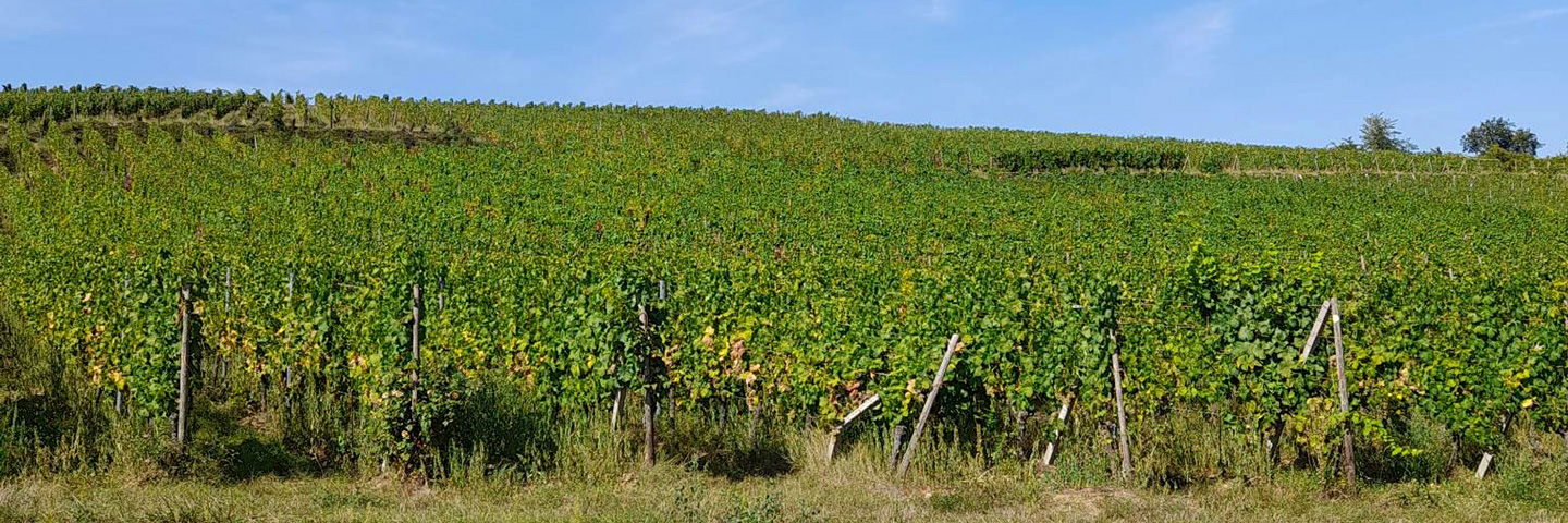 vendanges alsace