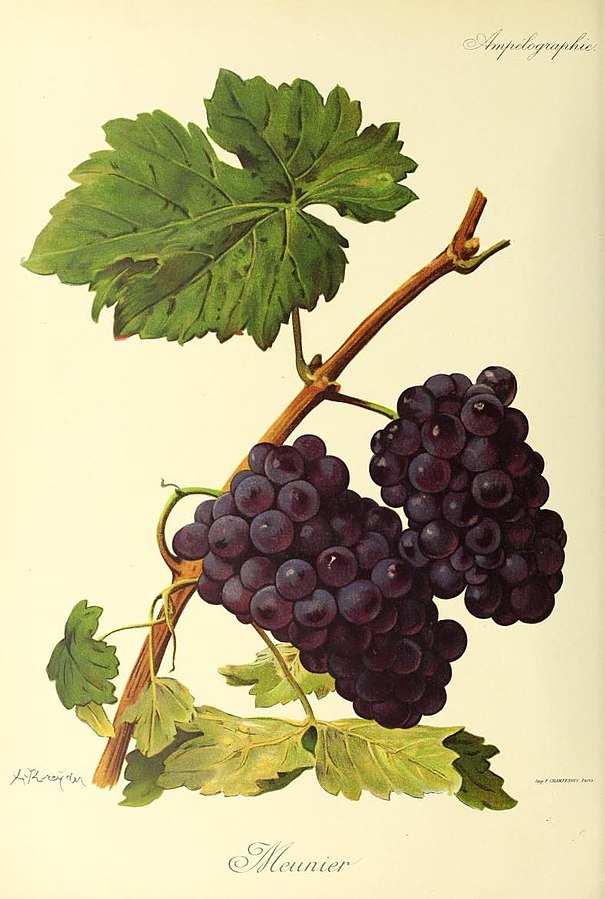 Meunier cépage champagne