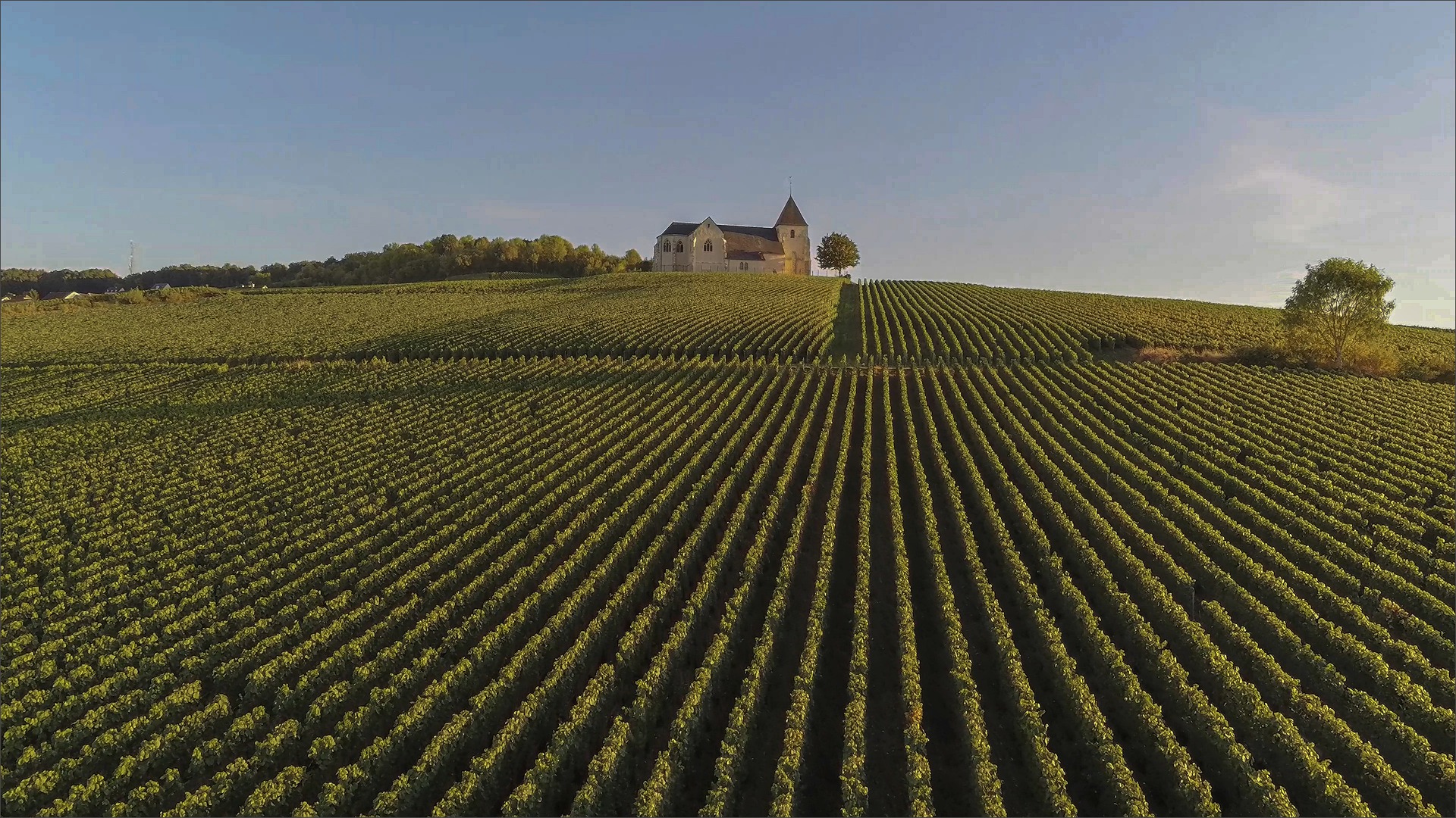 Les cépages de Champagne, guide du dégustateur