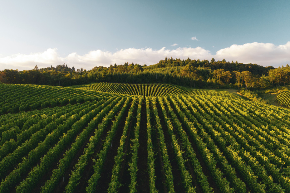 Cépages résistants, adaptation du vignoble