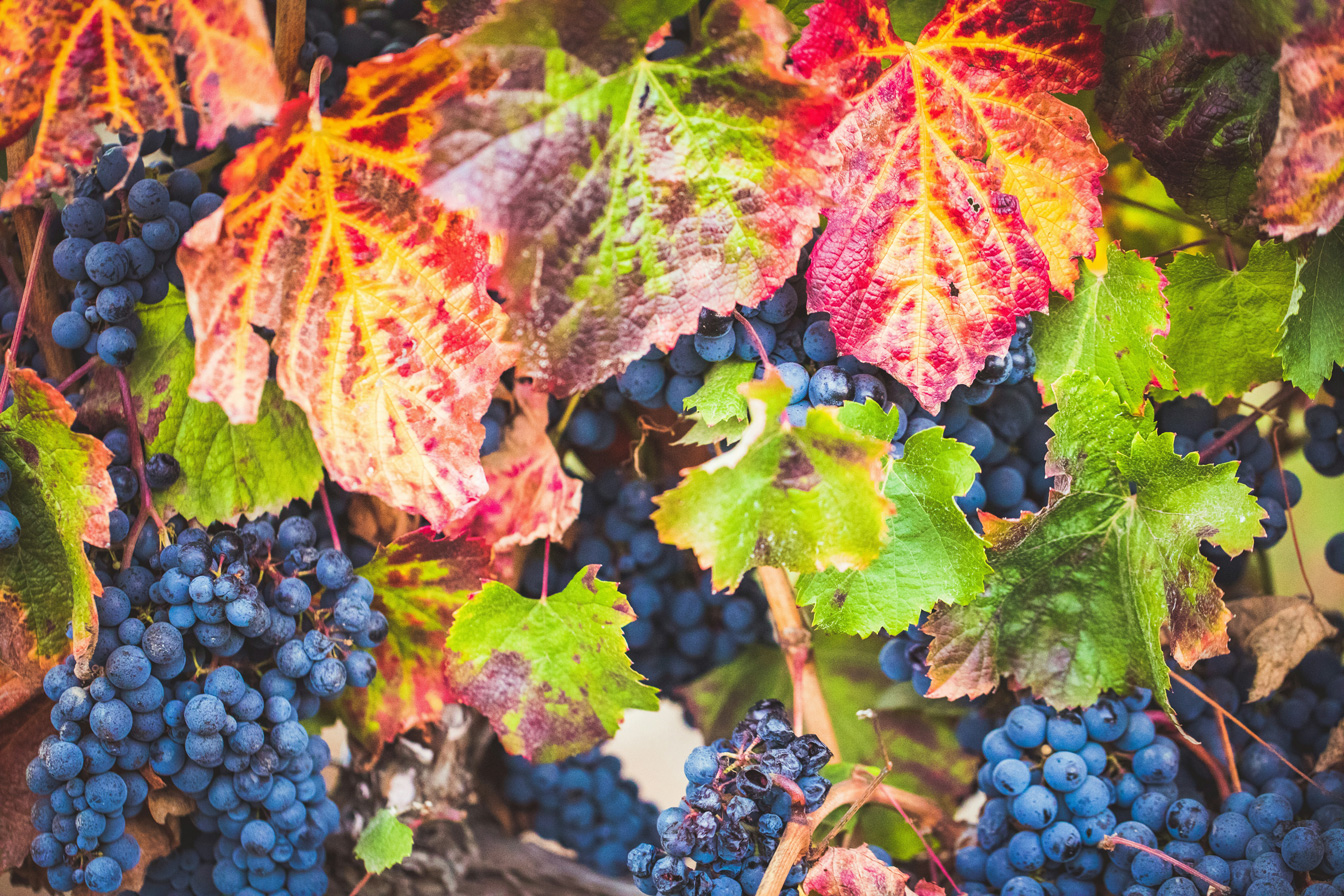 Maladies de la vigne, Quelles sont les maladies de la vigne