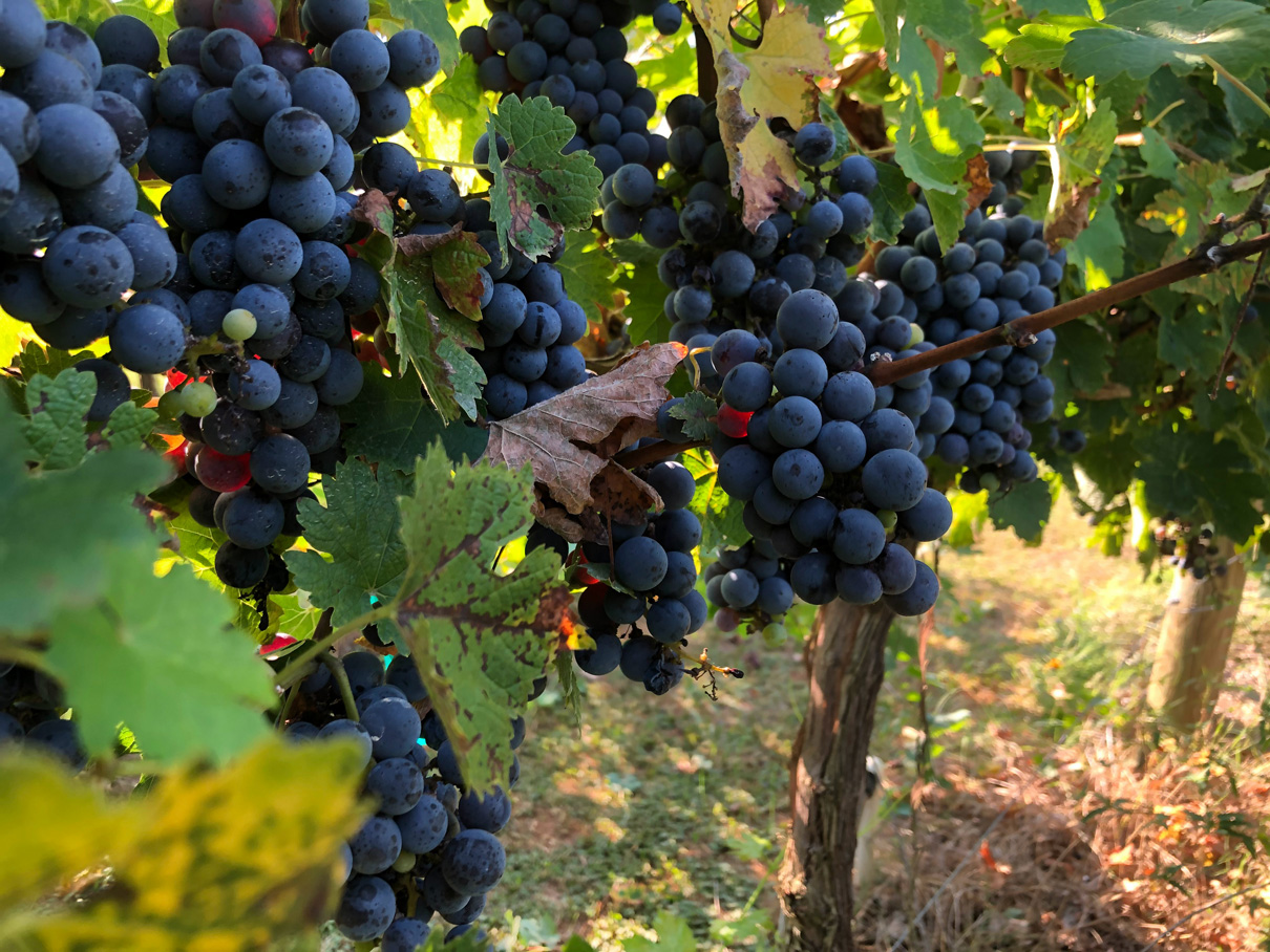 Cabernet Sauvignon, guide du cépage