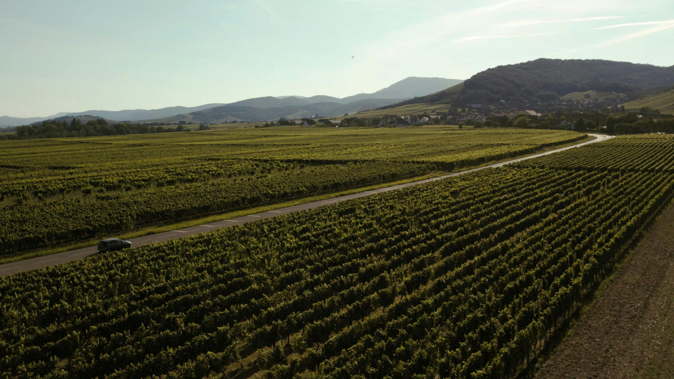 vins de vendanges tardives
